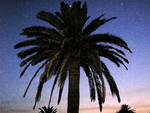 Palm tree on Menorca in sunset with moon