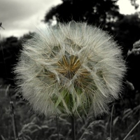 Large dandilion