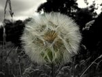 Large dandilion