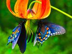 Blue butterflies on orange lily