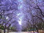 Jacaranda lined street