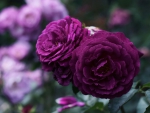 Purple Roses