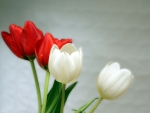 Red and White Tulips