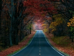 Road through Autumn Forest