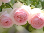 Pink Roses
