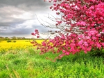 SPRING BLOSSMED TREE