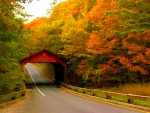 Autumn road