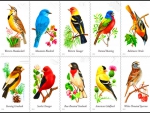 Song birds
