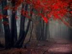 Autumn Forest
