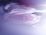 Soft Lavender Rose
