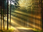 Light Rays In The Forest