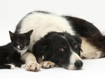 Collie And Kitten.