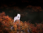 Autumn Wolf