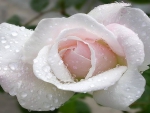 Pink and White Rose