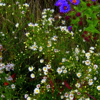 DANCING FALL FLOWERS