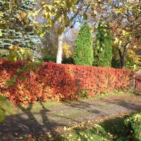 Autumn colours