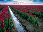 TULIPS FIELDS