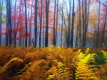 Autumn Forest