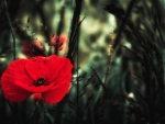 Red poppy