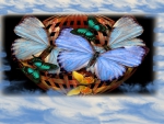 basket of butterfly
