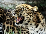 roaring leopard