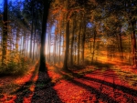 Sunlit Autumn Forest