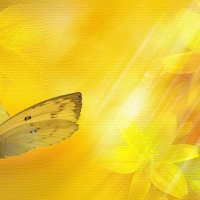 Wings in the sunlight