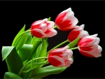 Candy cane tulips