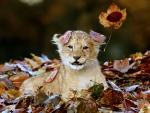 Lion Cub 