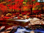 SMALL RIVER in the AUTUMN FOREST