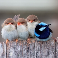 Cute birds