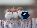 Cute birds