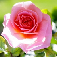 Pink Rose