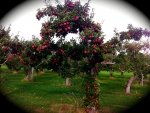 Loaded fruit tree!