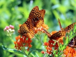 Red Butterflies on the flowers