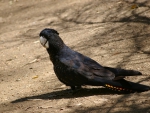 Red Tailed Black Cockatoo