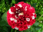 Lovely Dahlia