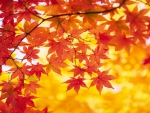 Autumn Leaves