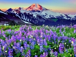 SPRING LUPINE FIELDS in the MOUNTAIN