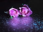 Violet Roses Together