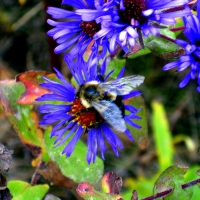 Bumble Bee & New England Aster
