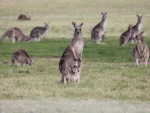 A troop of Kangaroos
