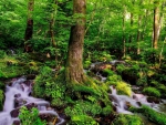 BEAUTIFUL MOSS COVERED FOREST FALLS