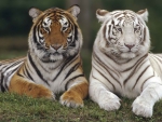 Tigers