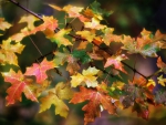 Autumn Maple Leaves