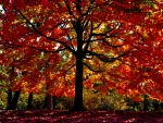 AUTUMN TREE