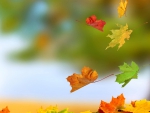 Falling Autumn Leaves