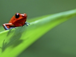 Strawberry Poison Dart Frog