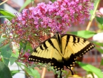 Visit of the Swallowtail