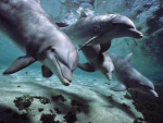 dolphin couple